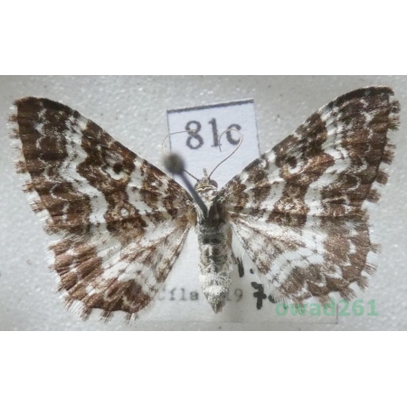 Epirrhoe pupillata (Thunberg, 1788) Slovakia81c